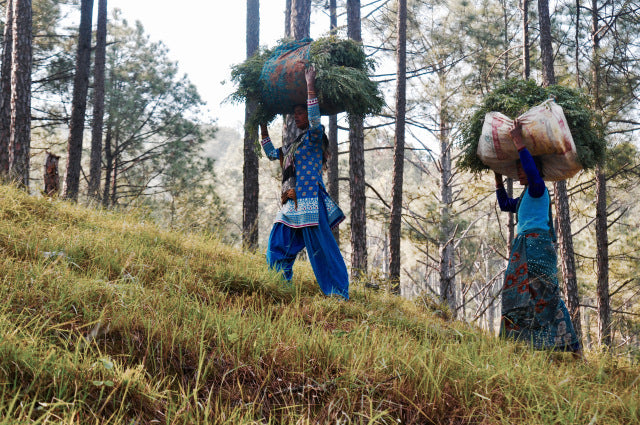 AVANI: The Indigo Harvest