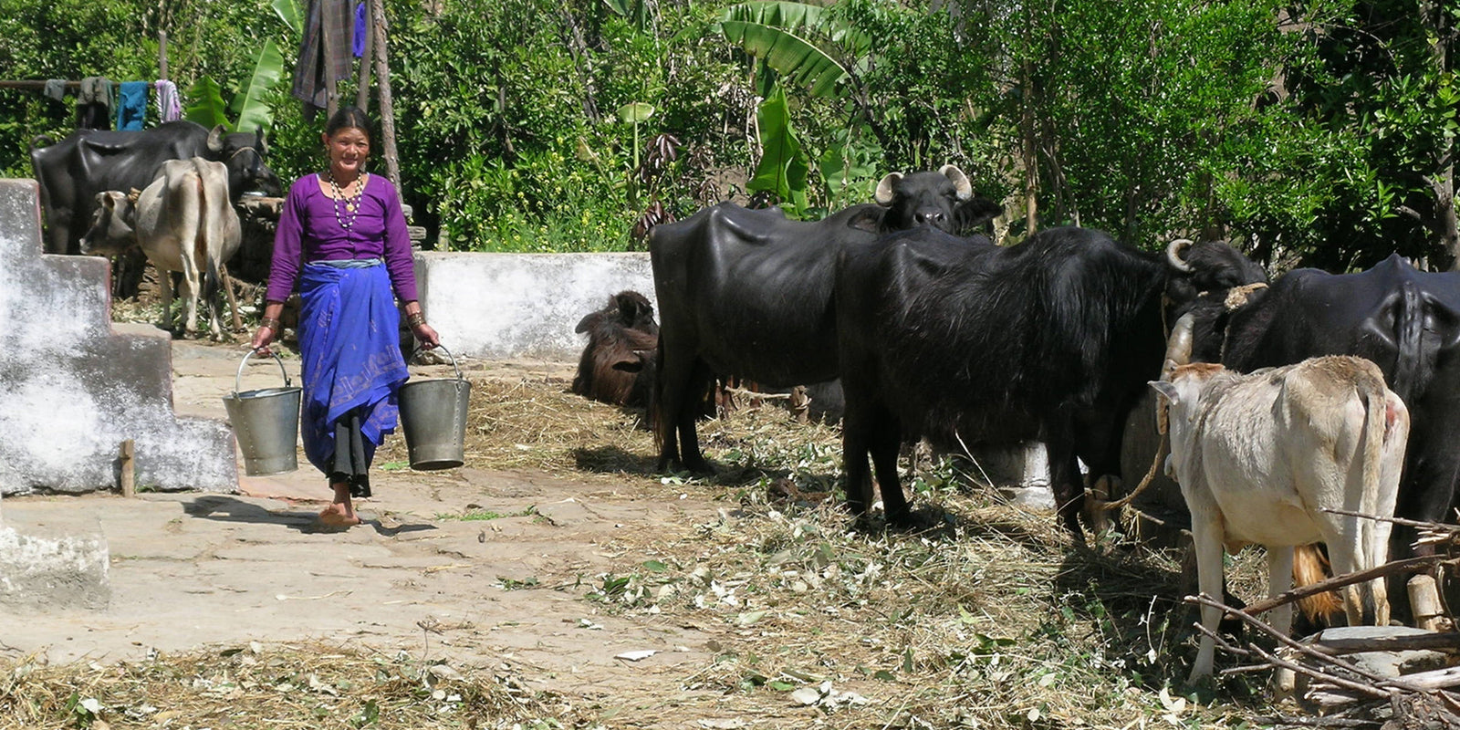 Avani